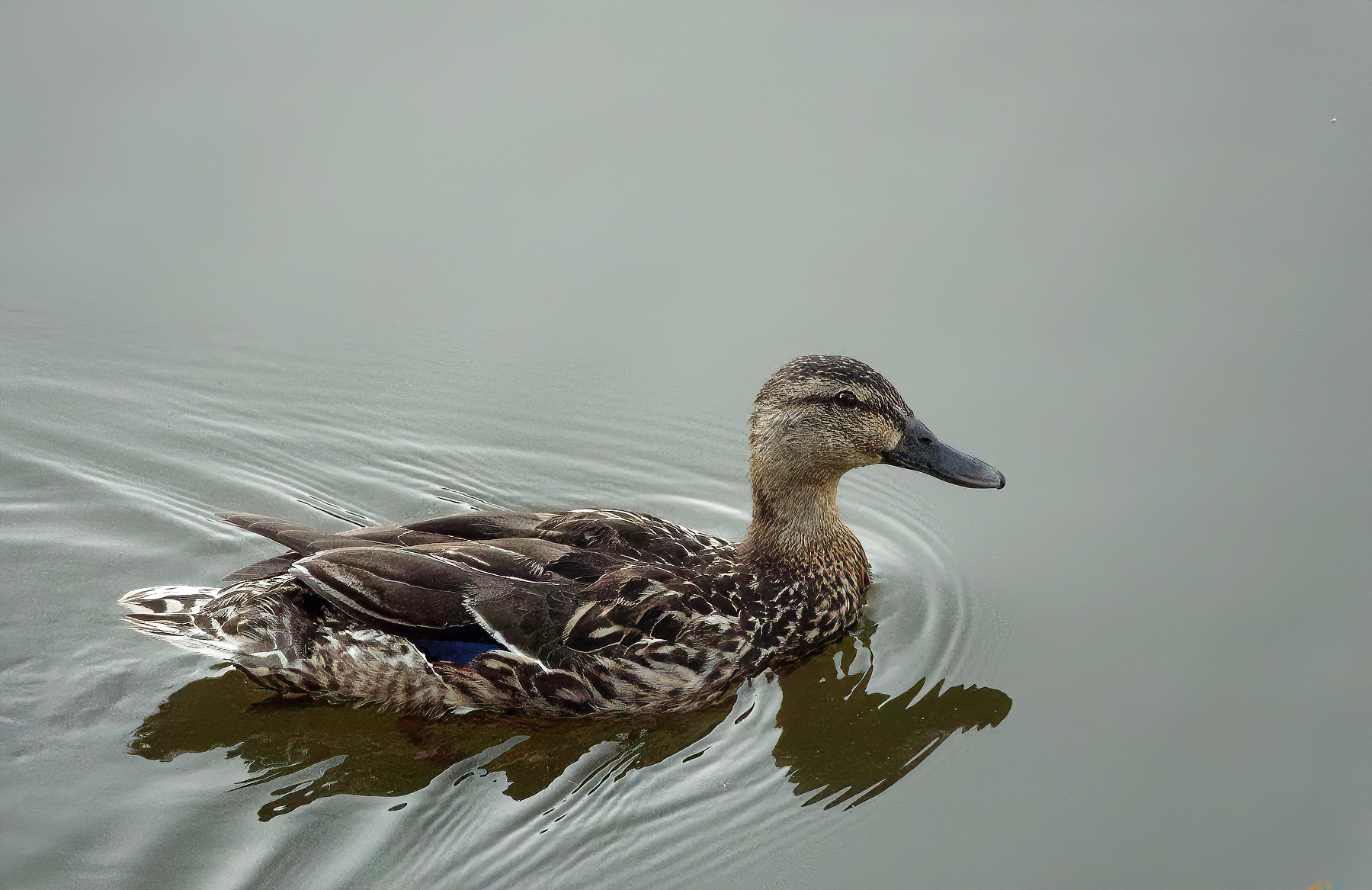 Adolescent Female Mallard.jpeg