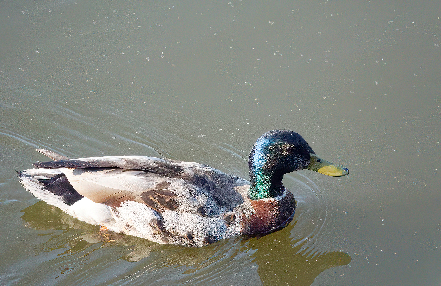 Adolescent Male Mallard On His Way to Adulthood.jpeg