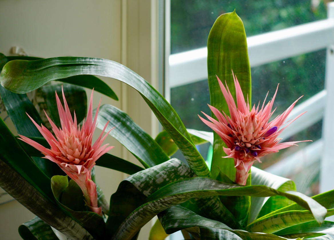 Aechmea fasciata.jpg