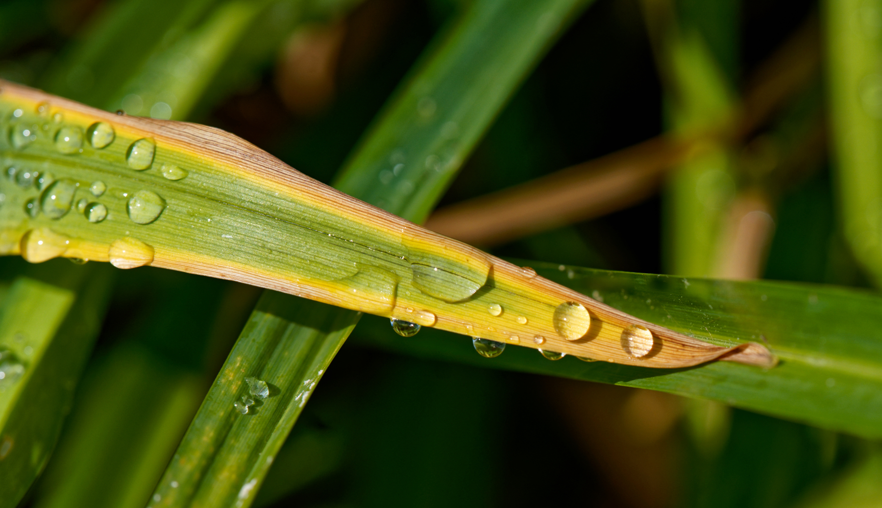 After the Rain 1.jpeg