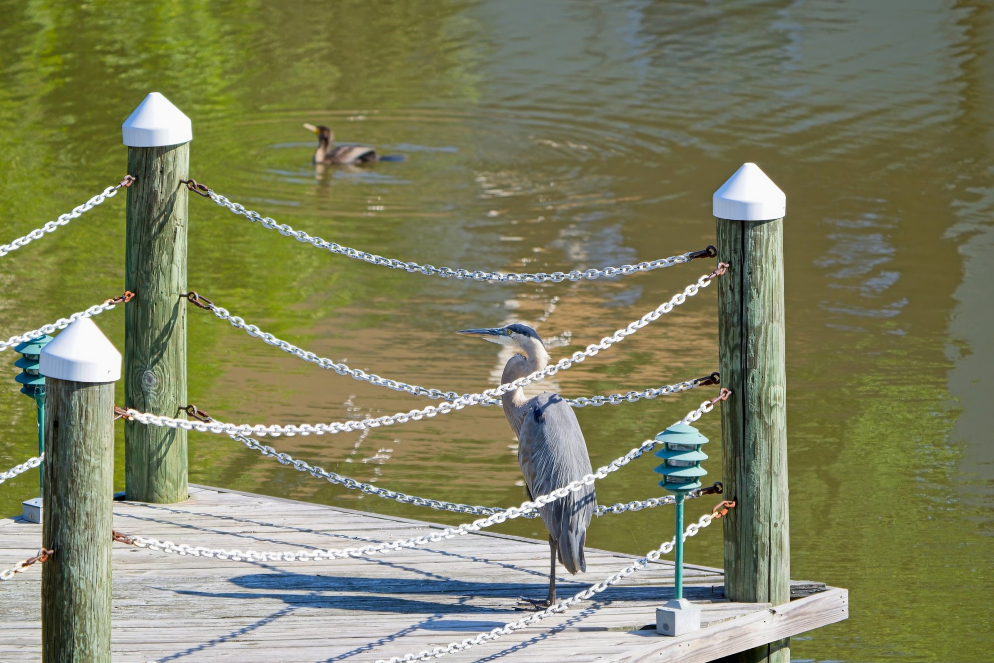 Alfred as a Cormorant Passes By.jpeg