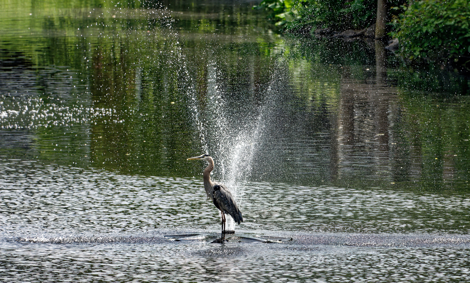 Alfred Enjoying a Refreshing Shower.jpeg