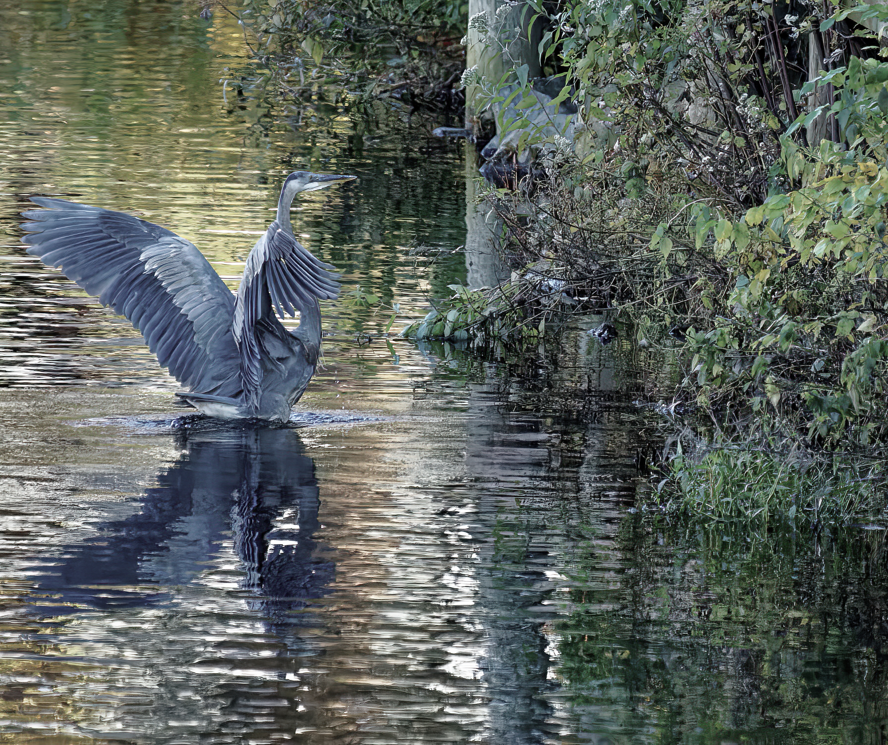 Alfred Finds His Perfect Fishing Spot.jpeg