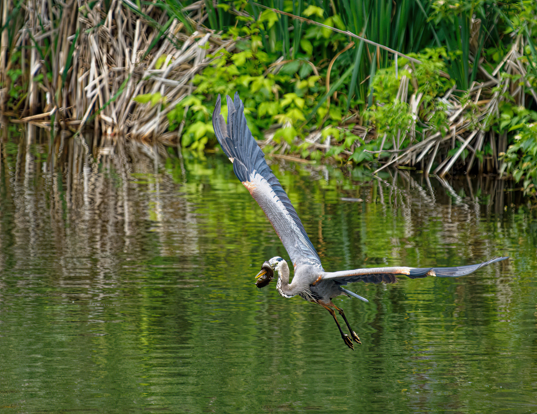 Alfred In Flight.jpeg