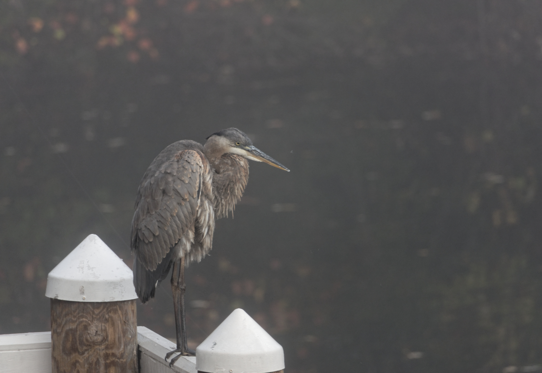 Alfred in the Fog.jpeg