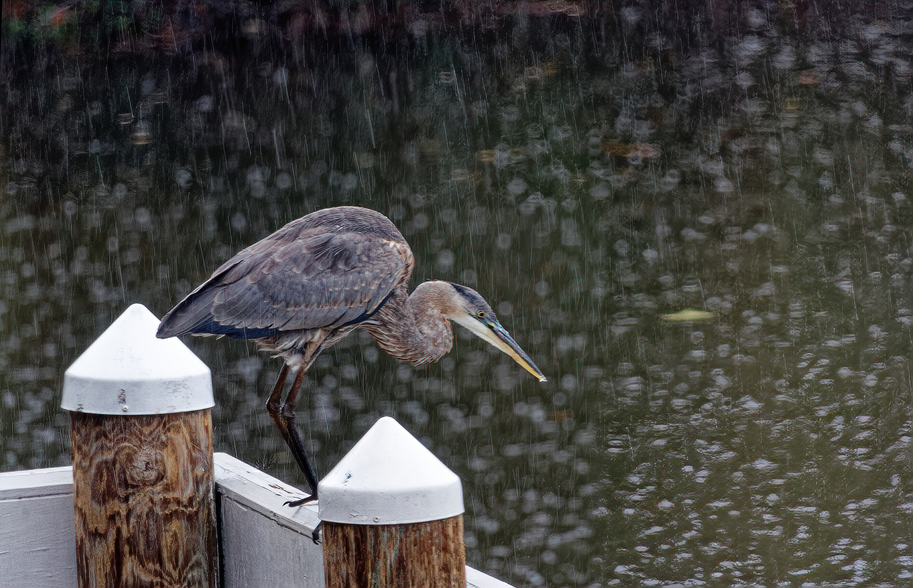 Alfred in the Rain.jpeg