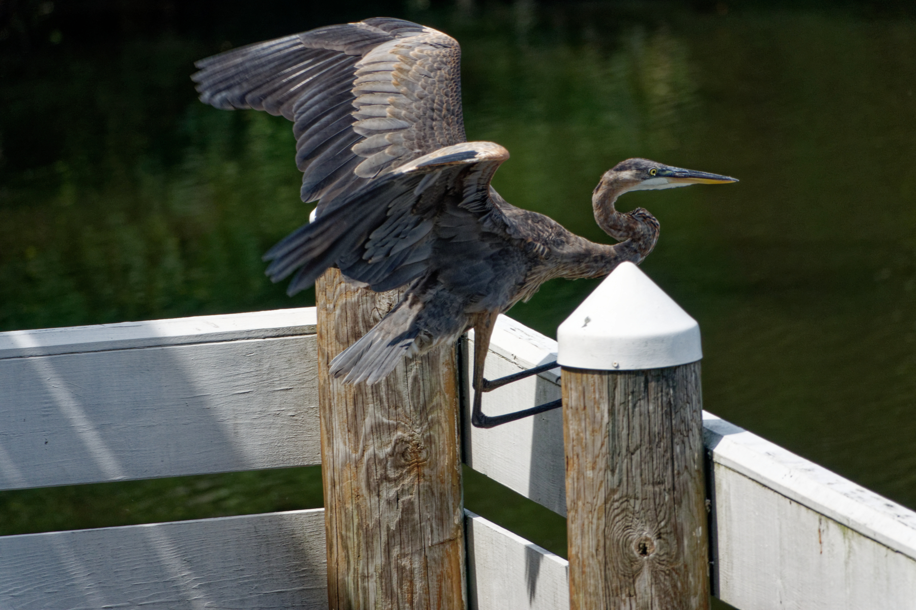 Alfred Landing on the Railing.jpeg