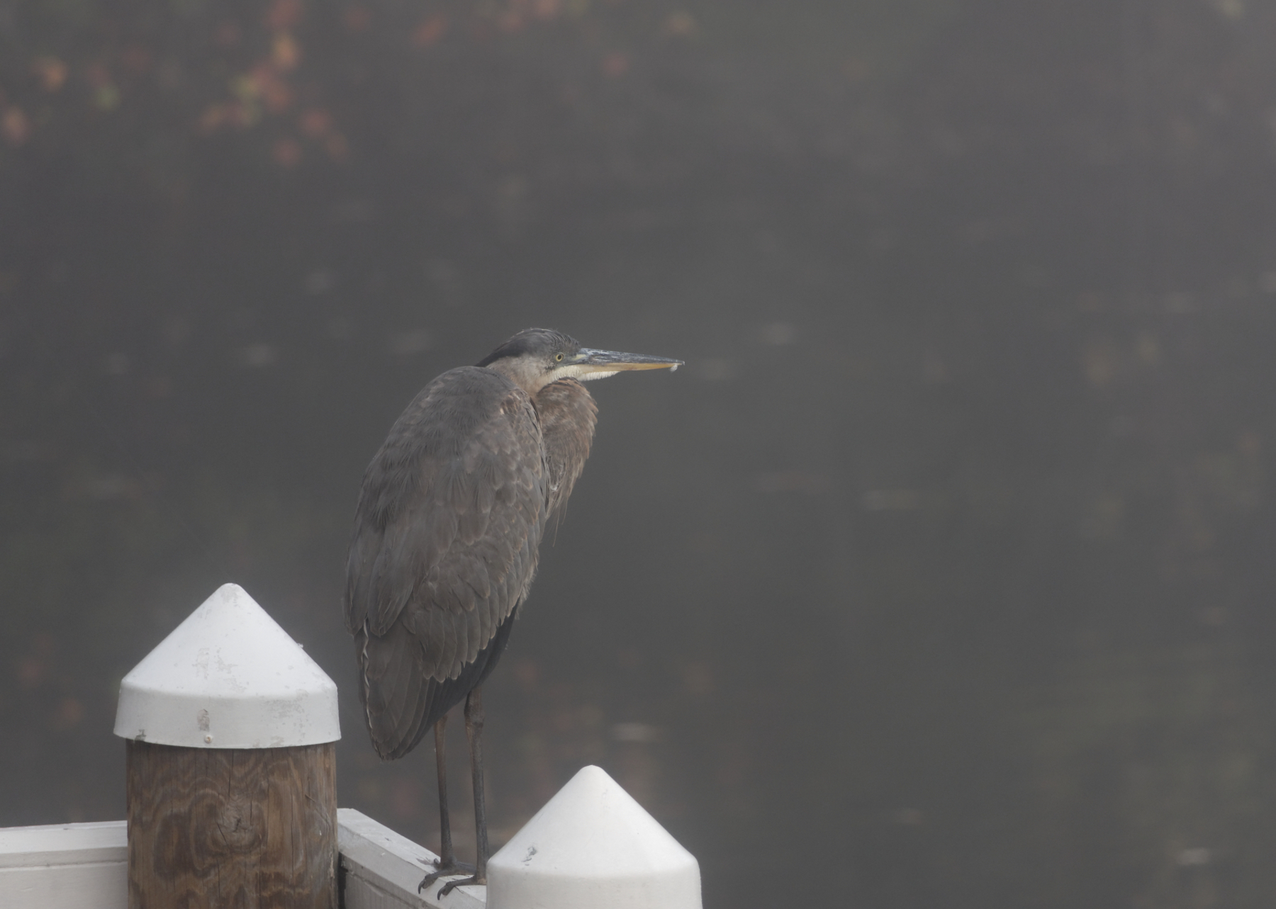 Alfred on a Foggy Day.jpeg