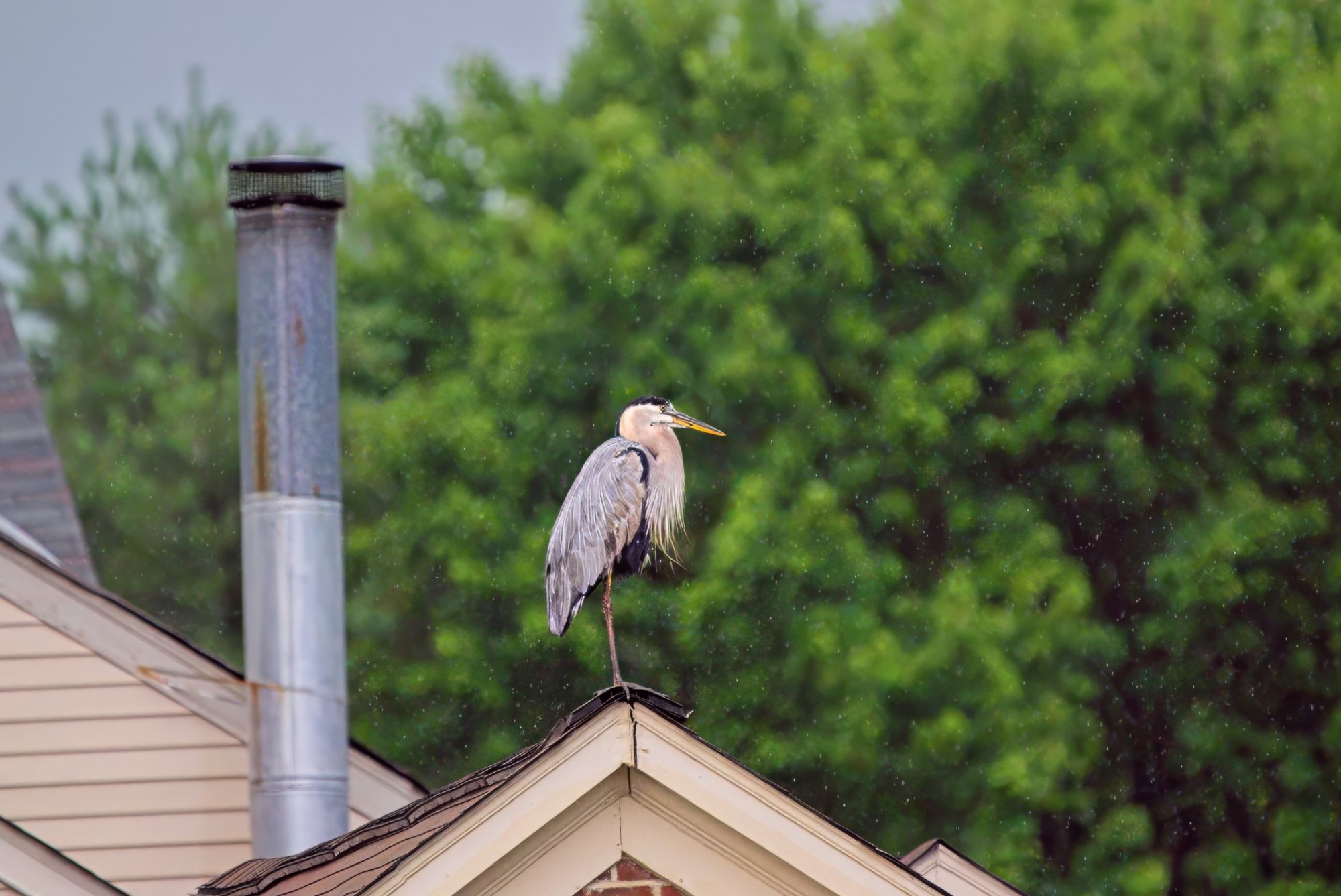 Alfred On a Rooftop in the Rain.jpeg