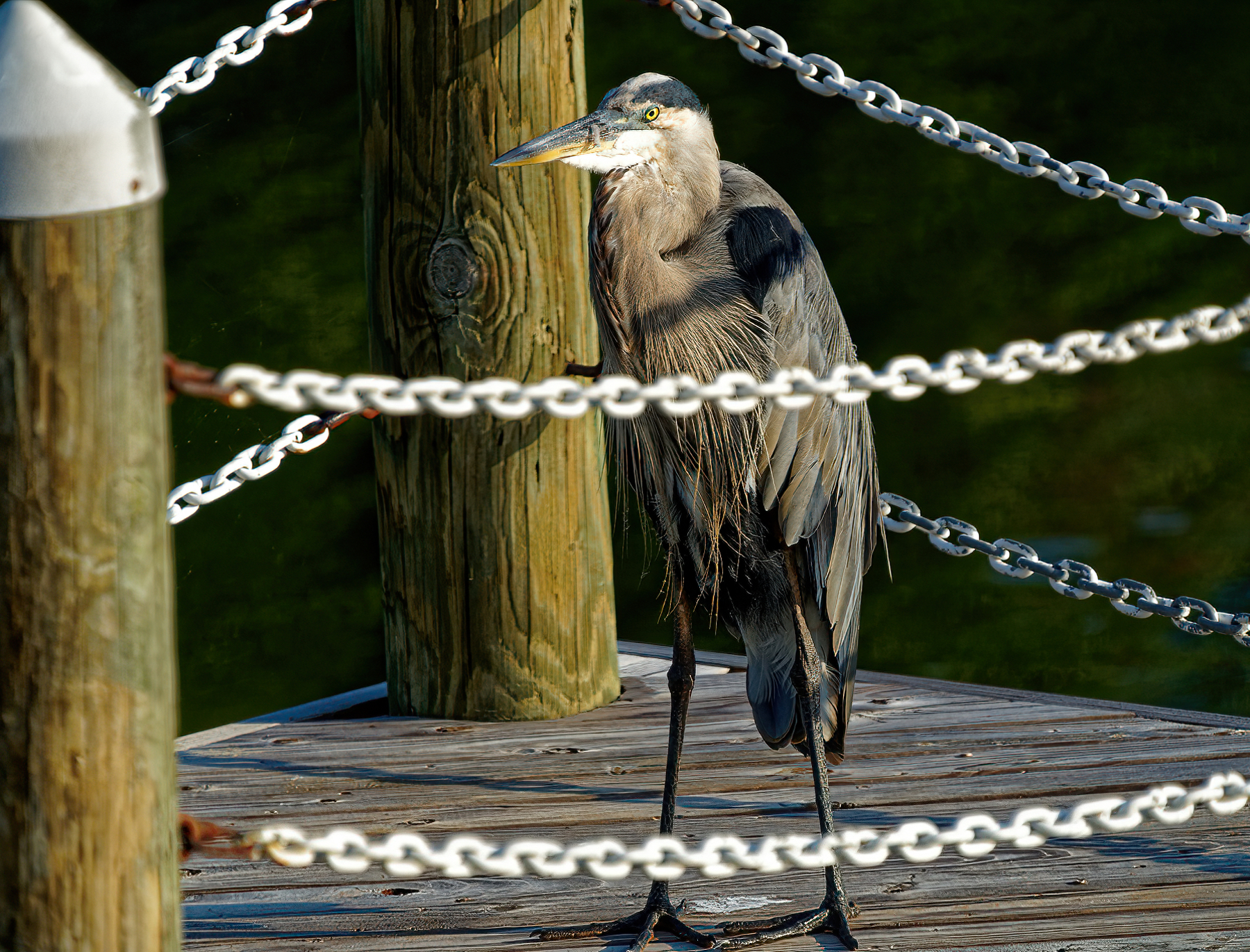 Alfred on the Pier, Early Morning.jpeg