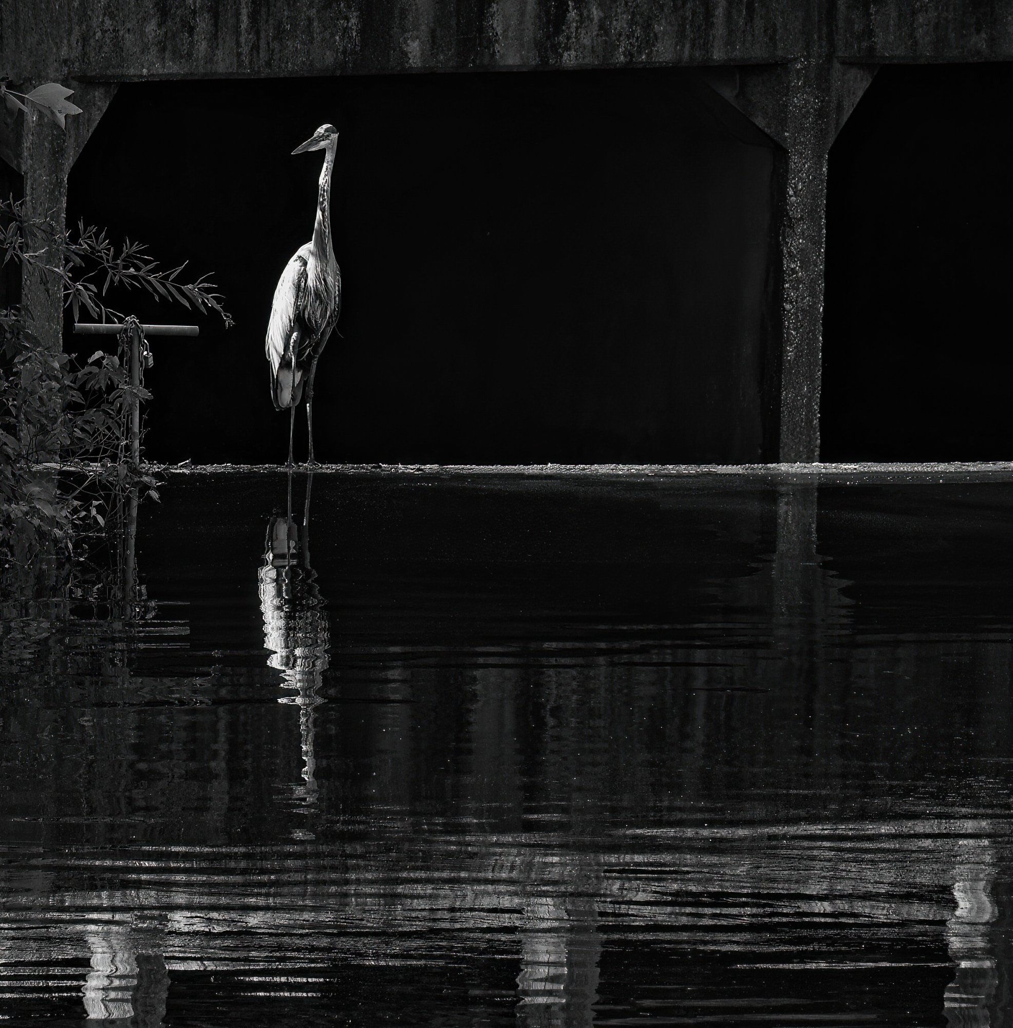 Alfred Reflected in B&W.jpeg