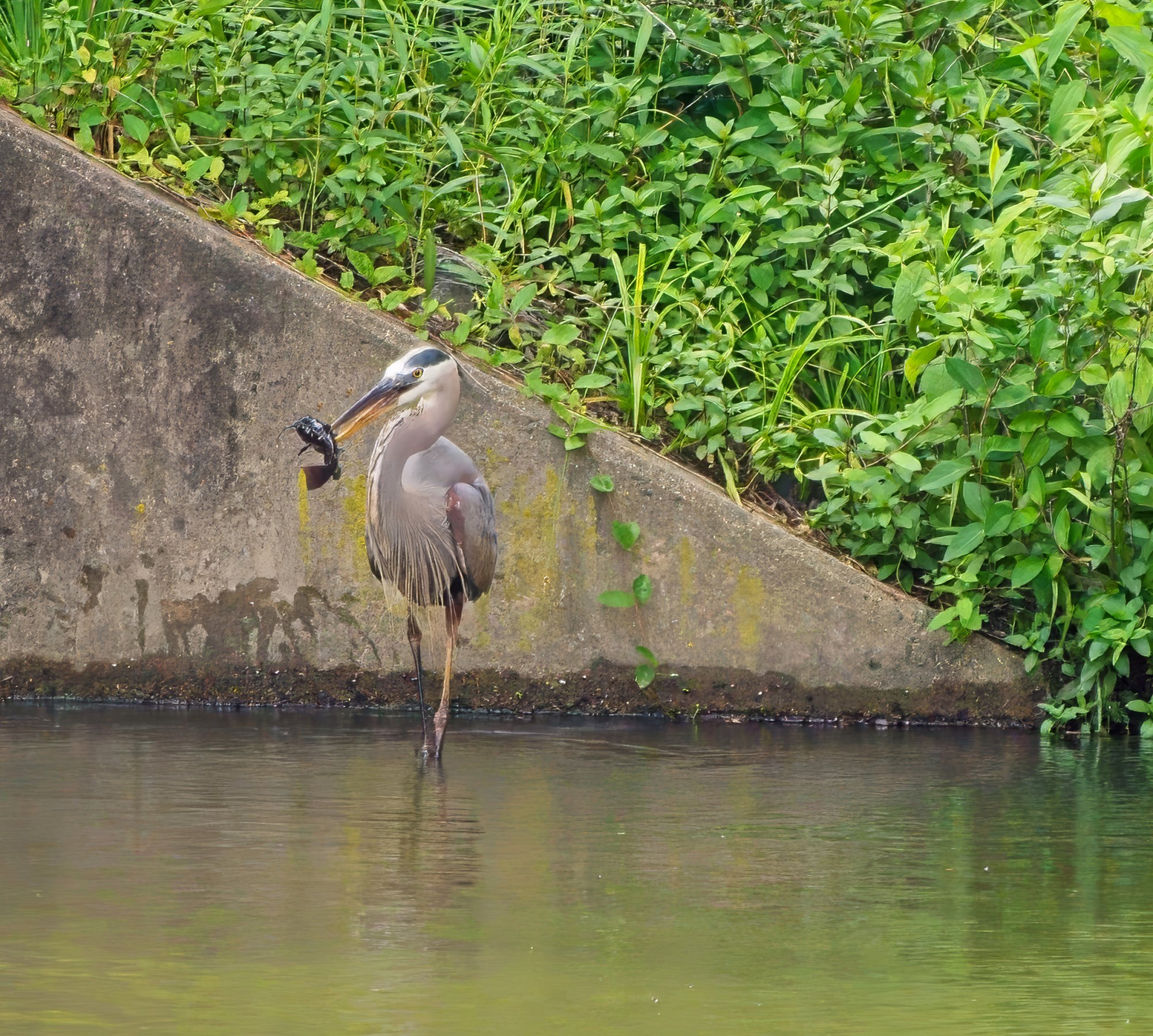 Alfred Shows Off His Catch.jpeg