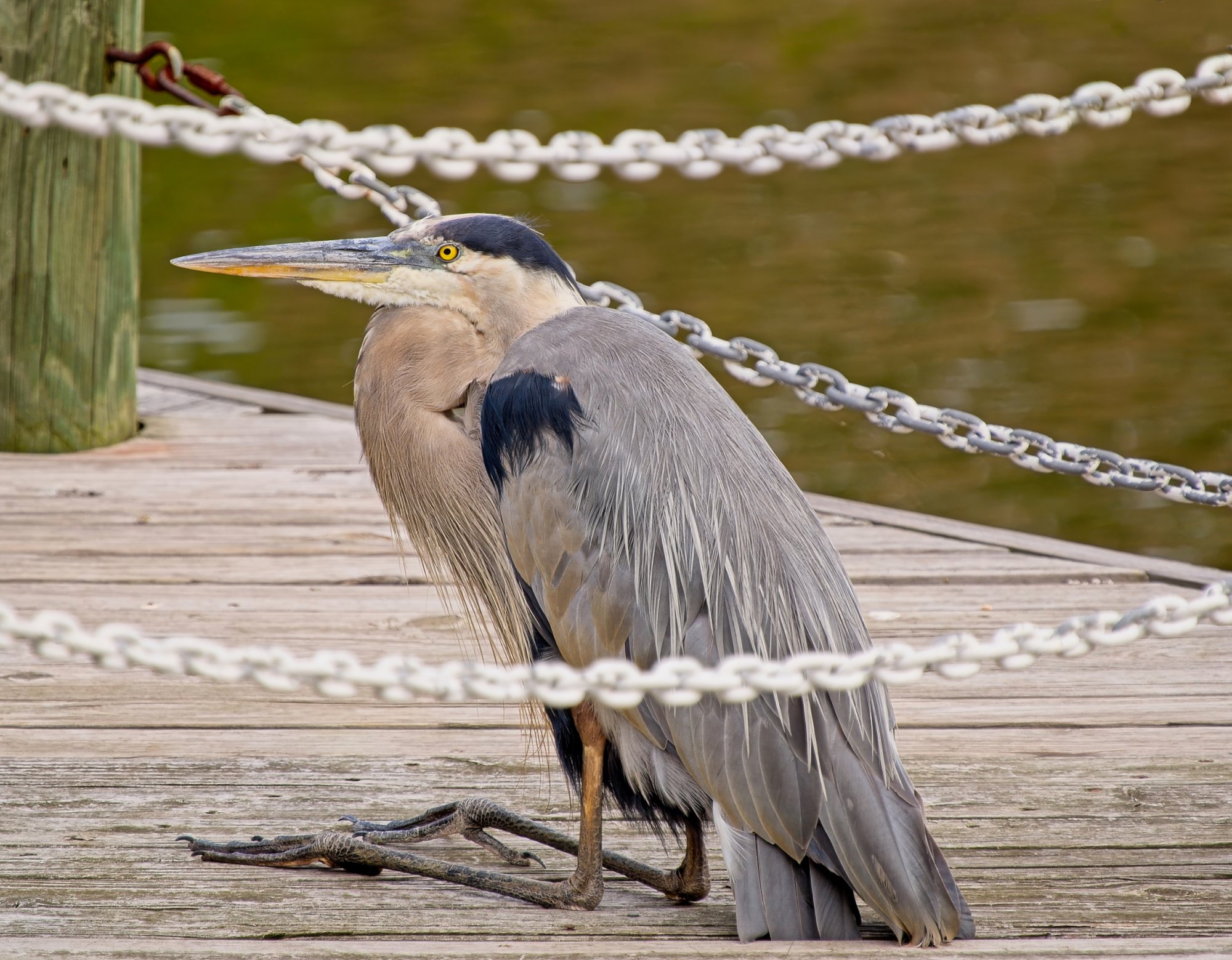 Alfred Sitting on the Pier.jpeg