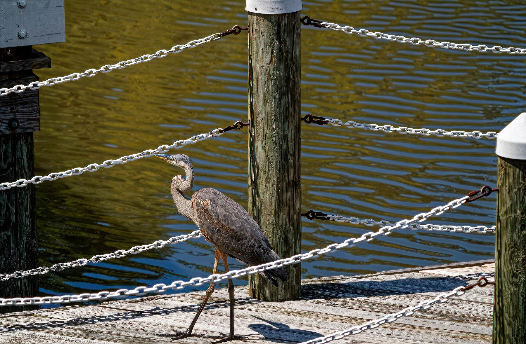 Alfred Takes a Stroll on the Pier.jpeg