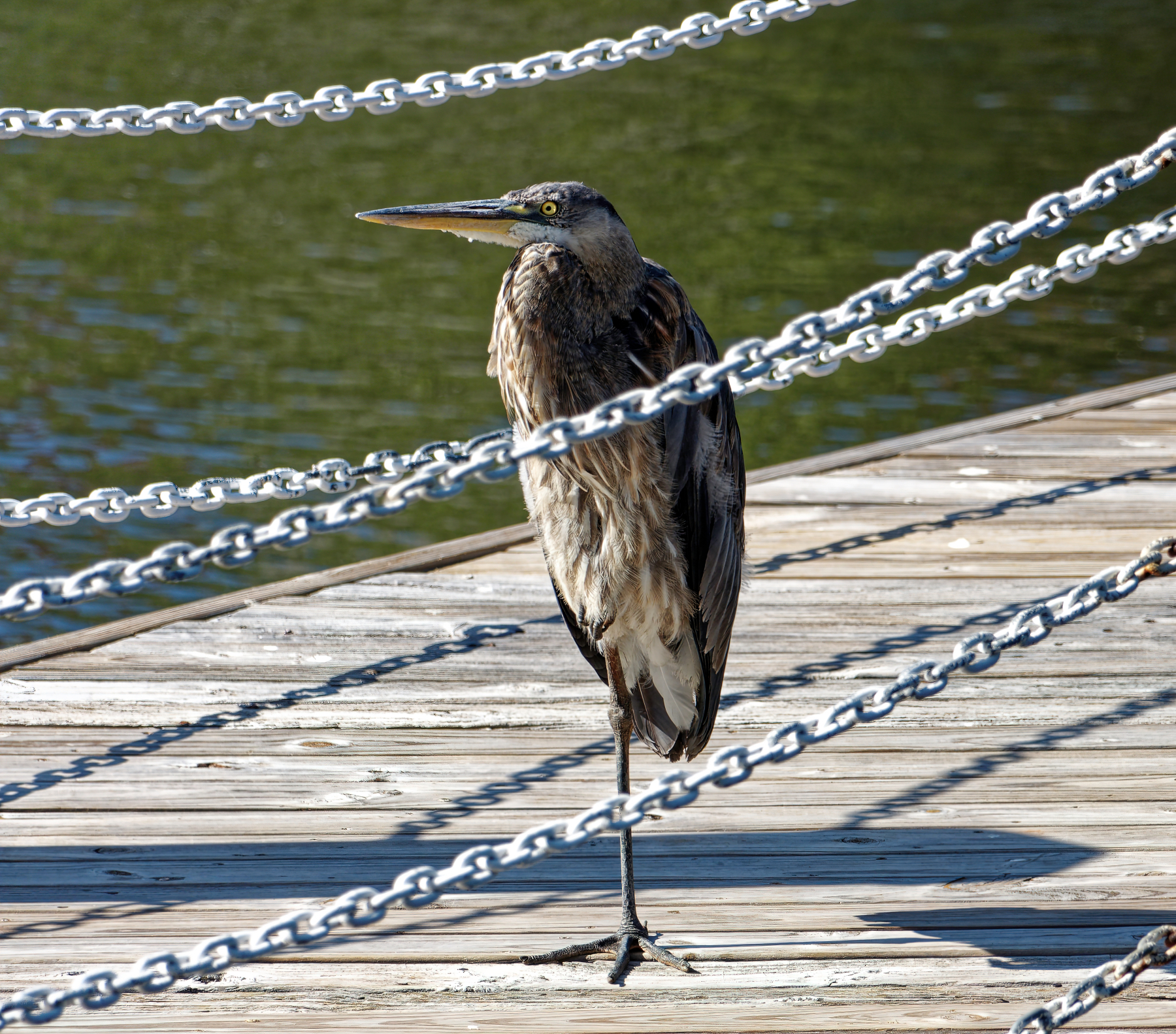 Alfred Warming Himself in the Sun on the Pier.jpeg