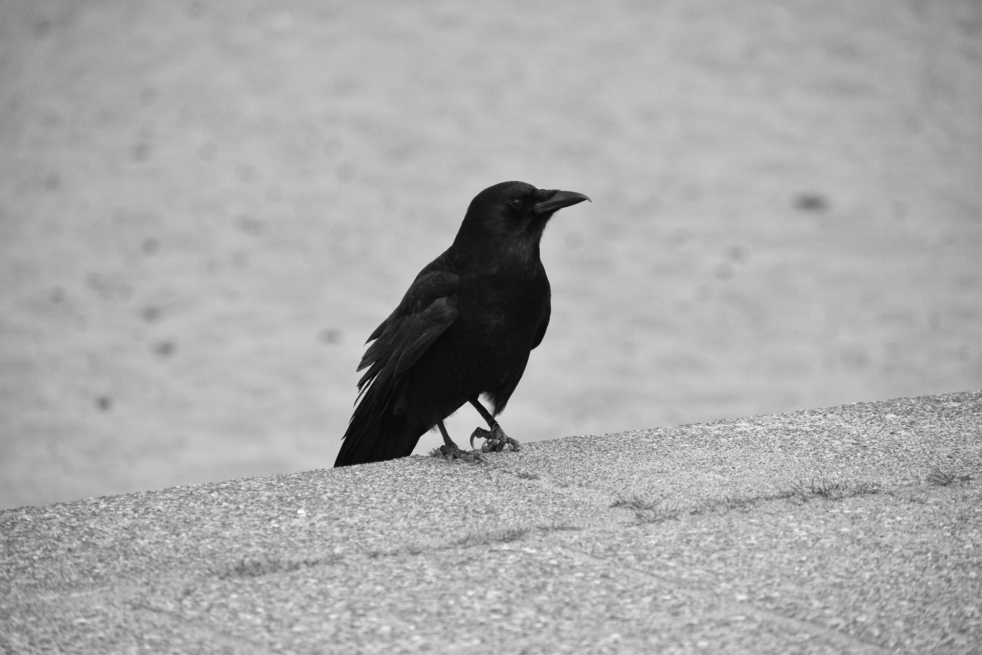 alki_beach_crow-BW1.jpg