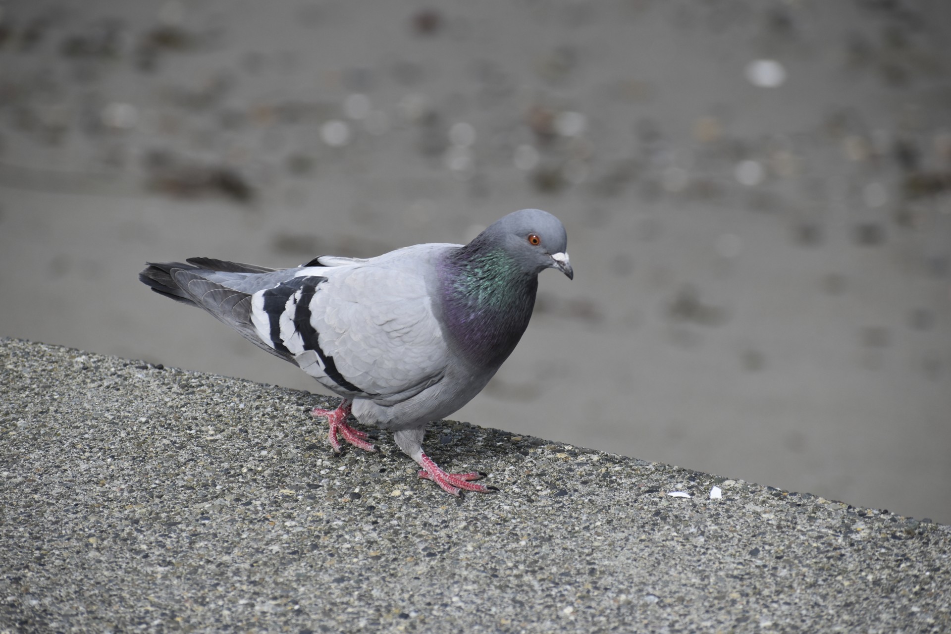 alki_beach_pigeon1.jpg