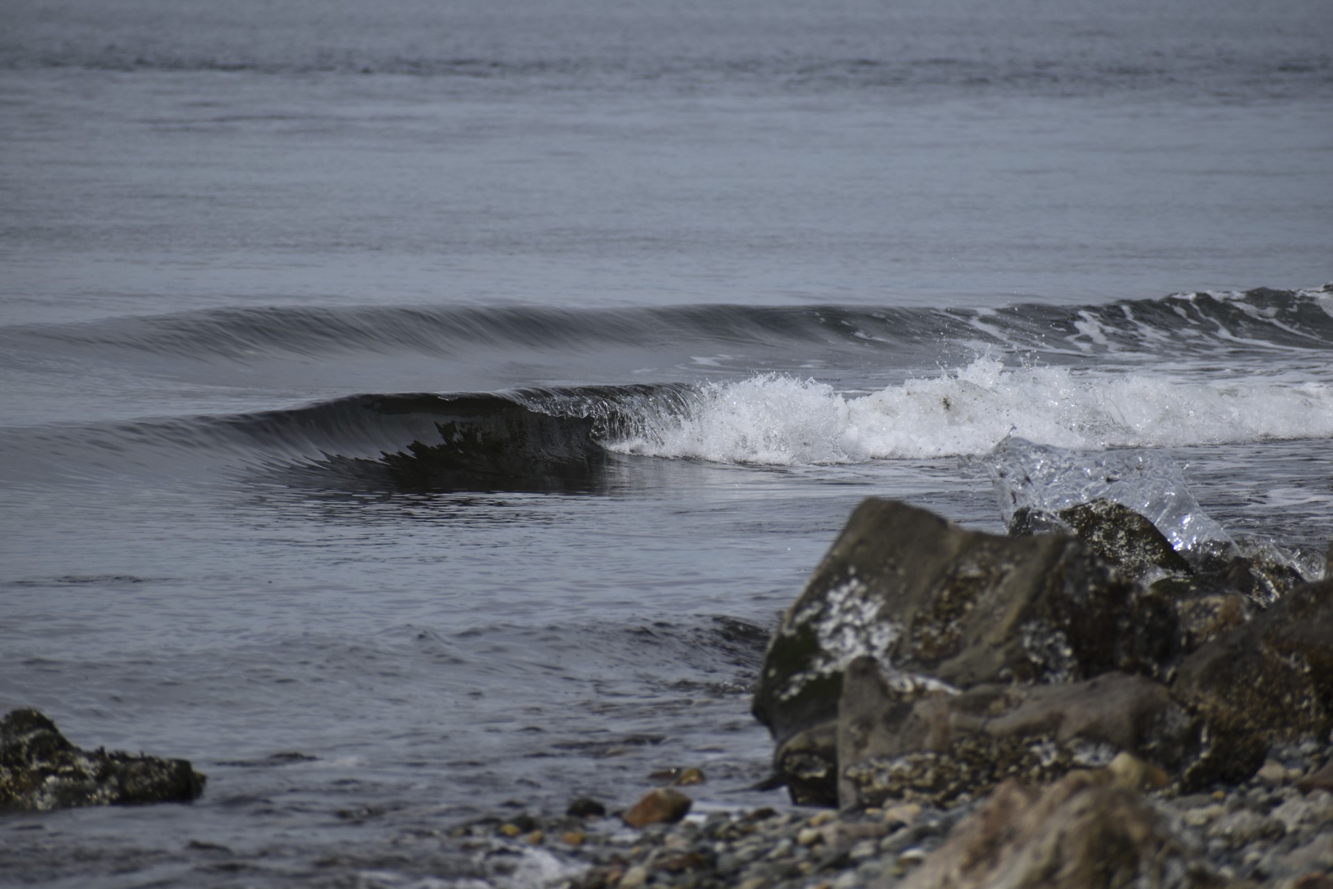 alki_point_ferry_wake.jpg