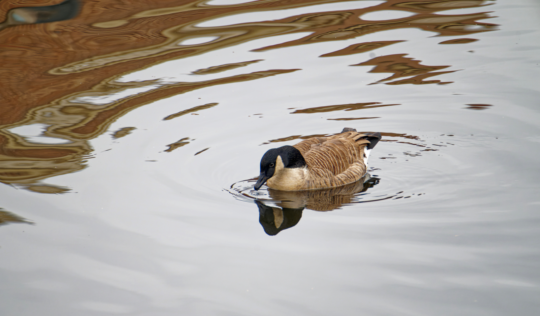 All By Himself  In an Oasis of Calm Water.jpeg