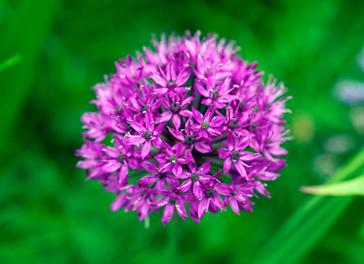 Allium.jpg