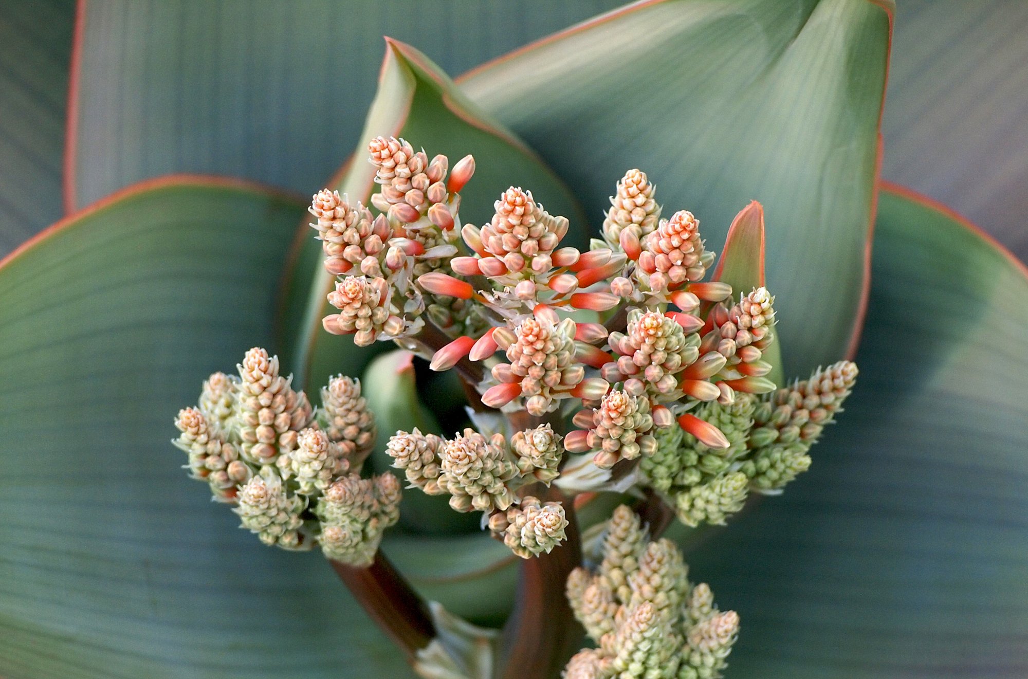 aloe flower buds wide.jpg