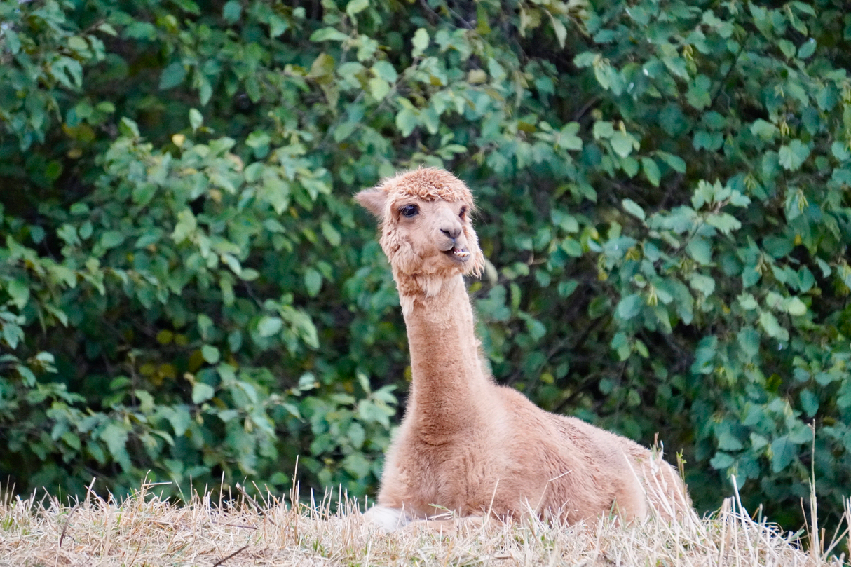 alpaca (1).jpg