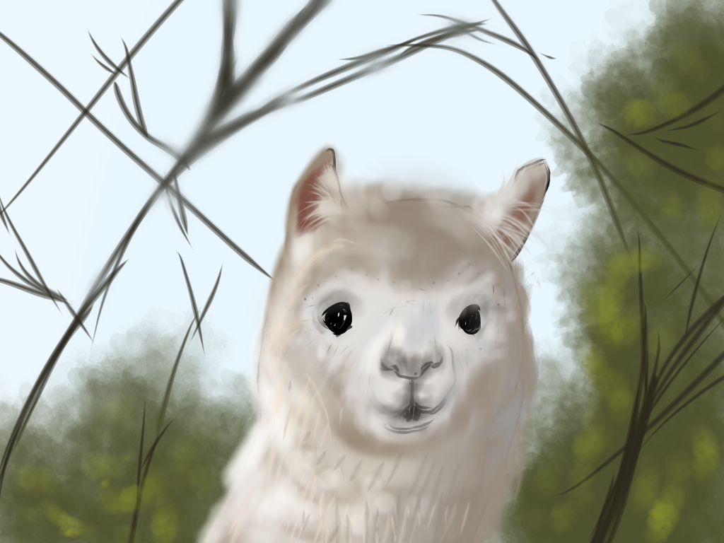 Alpaca.jpg