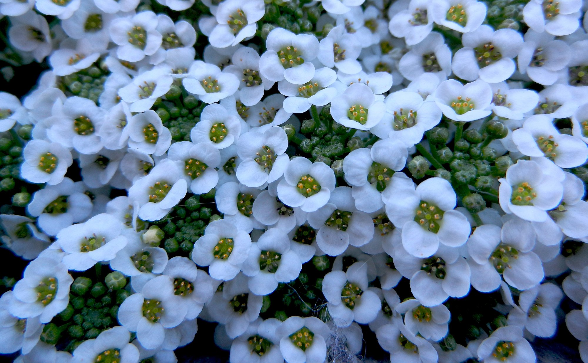 alyssum 4.jpg