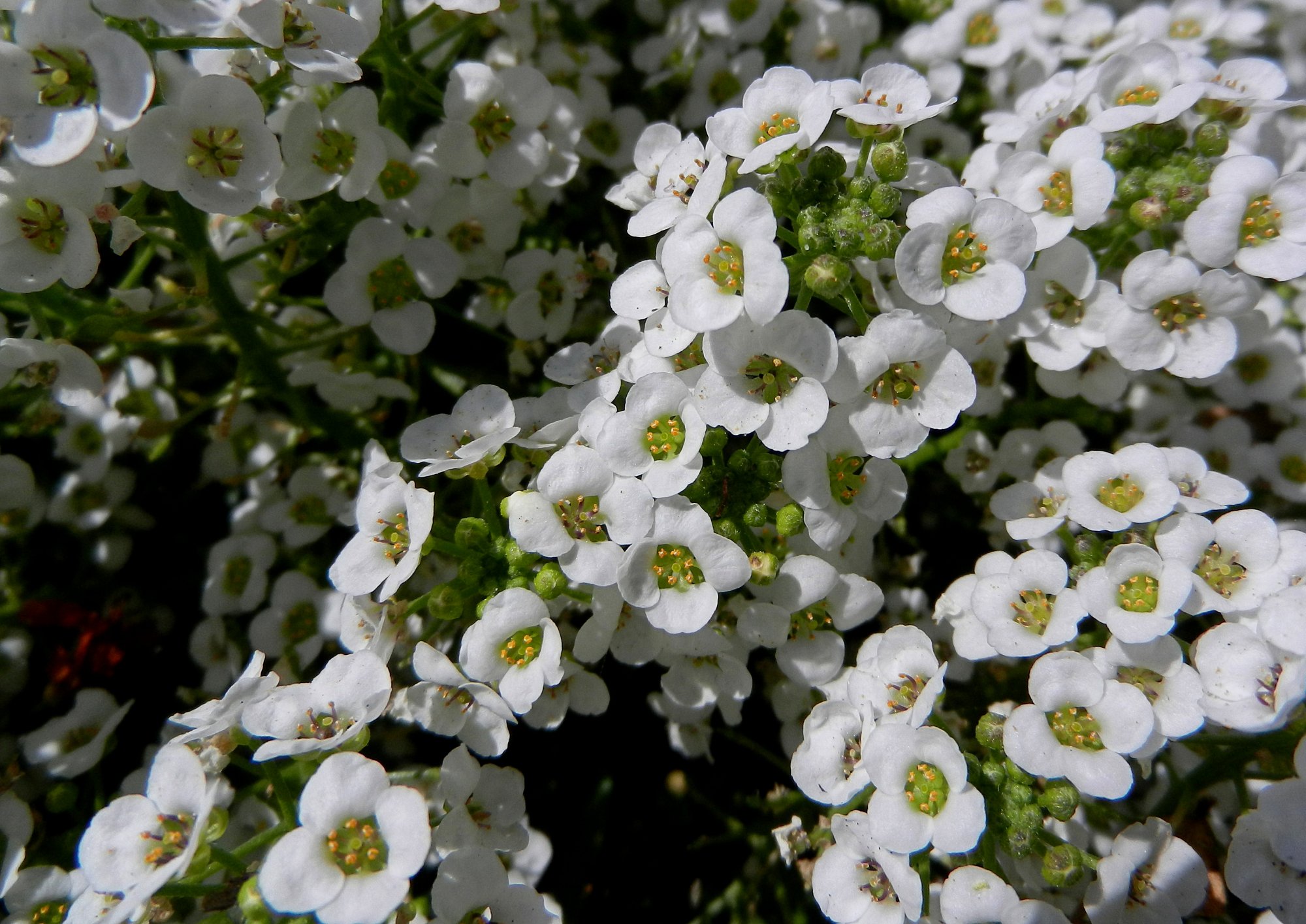 Alyssum x.jpg