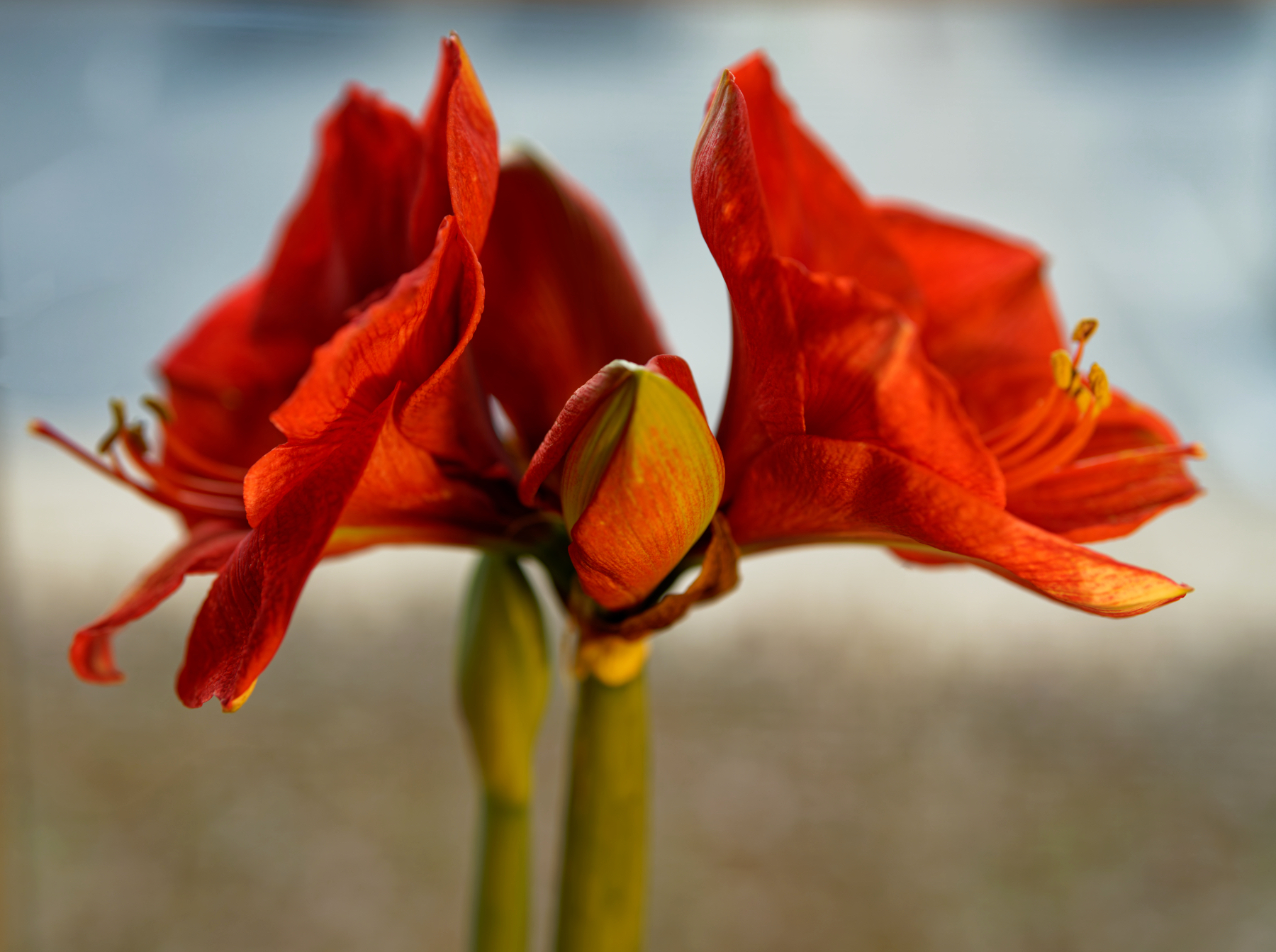 Amaryllis in Bloom.jpeg