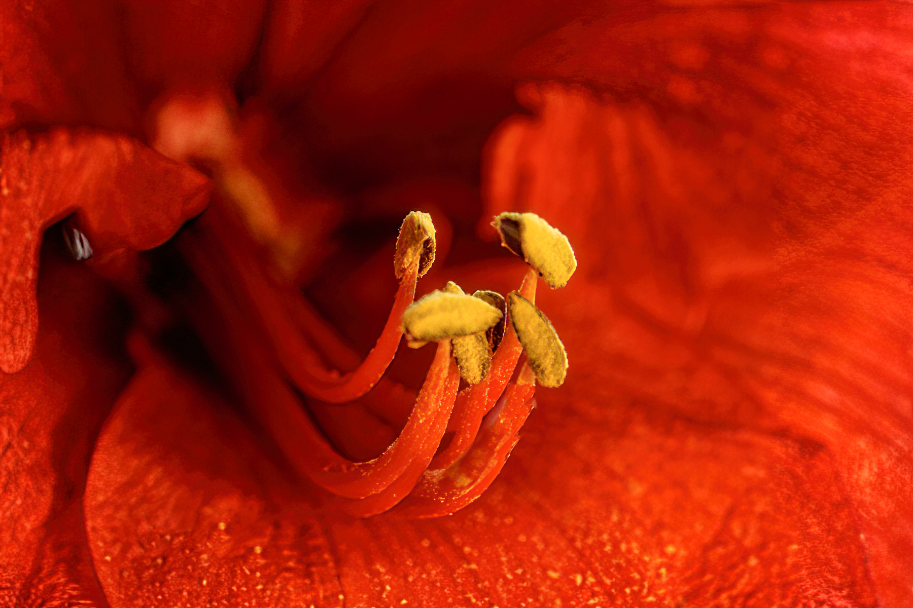 Amaryllis Showing Off Her Stamen.jpeg