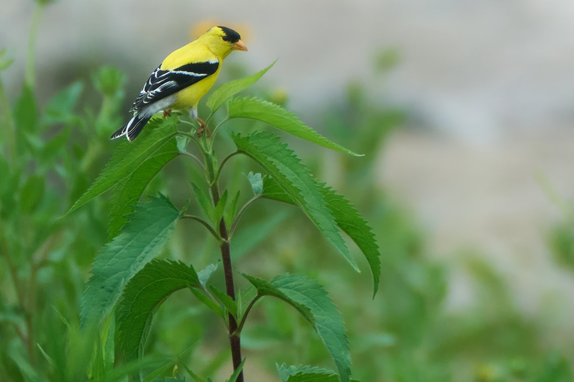 american-goldfinch-0151-24-06-21.jpg