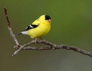 american goldfinch.jpg