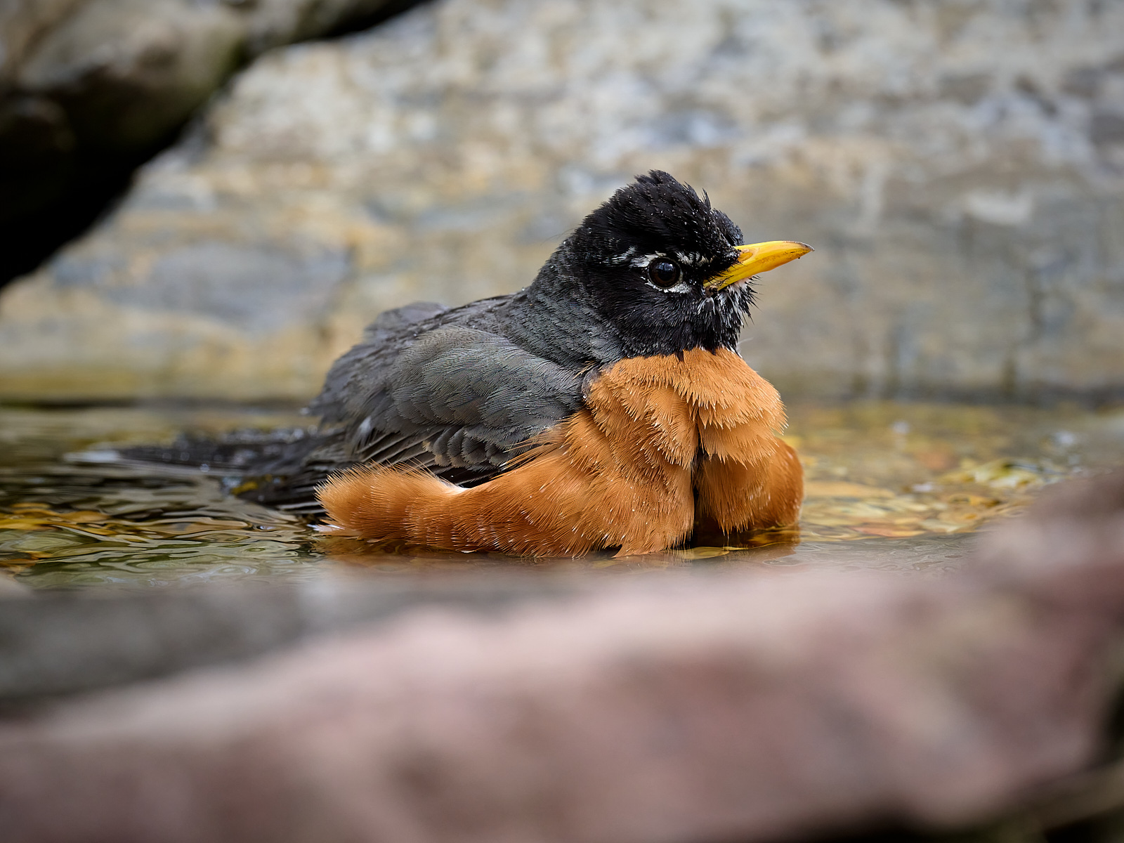 American Robin 4.jpg