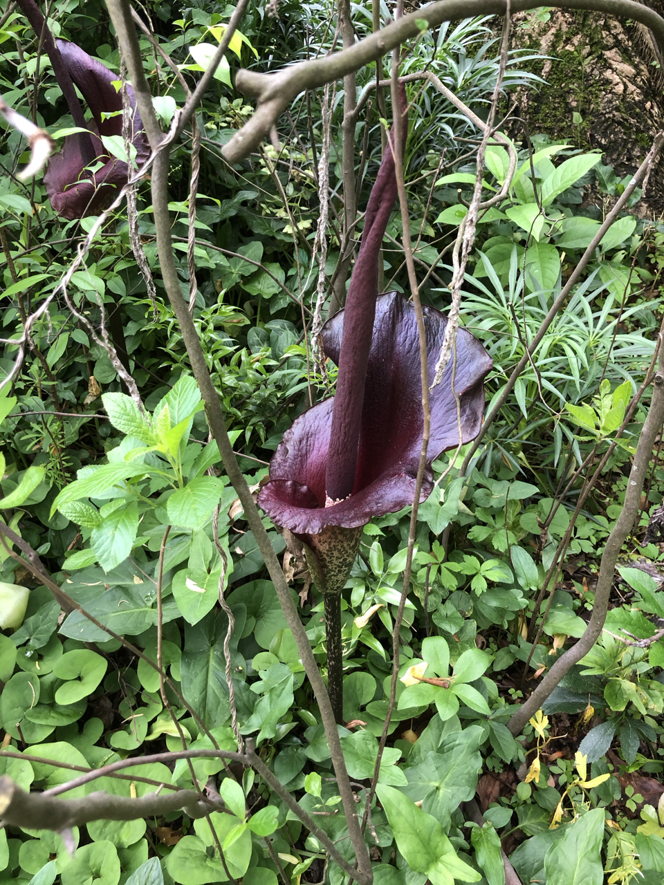 amorphophallus-konjac.jpg