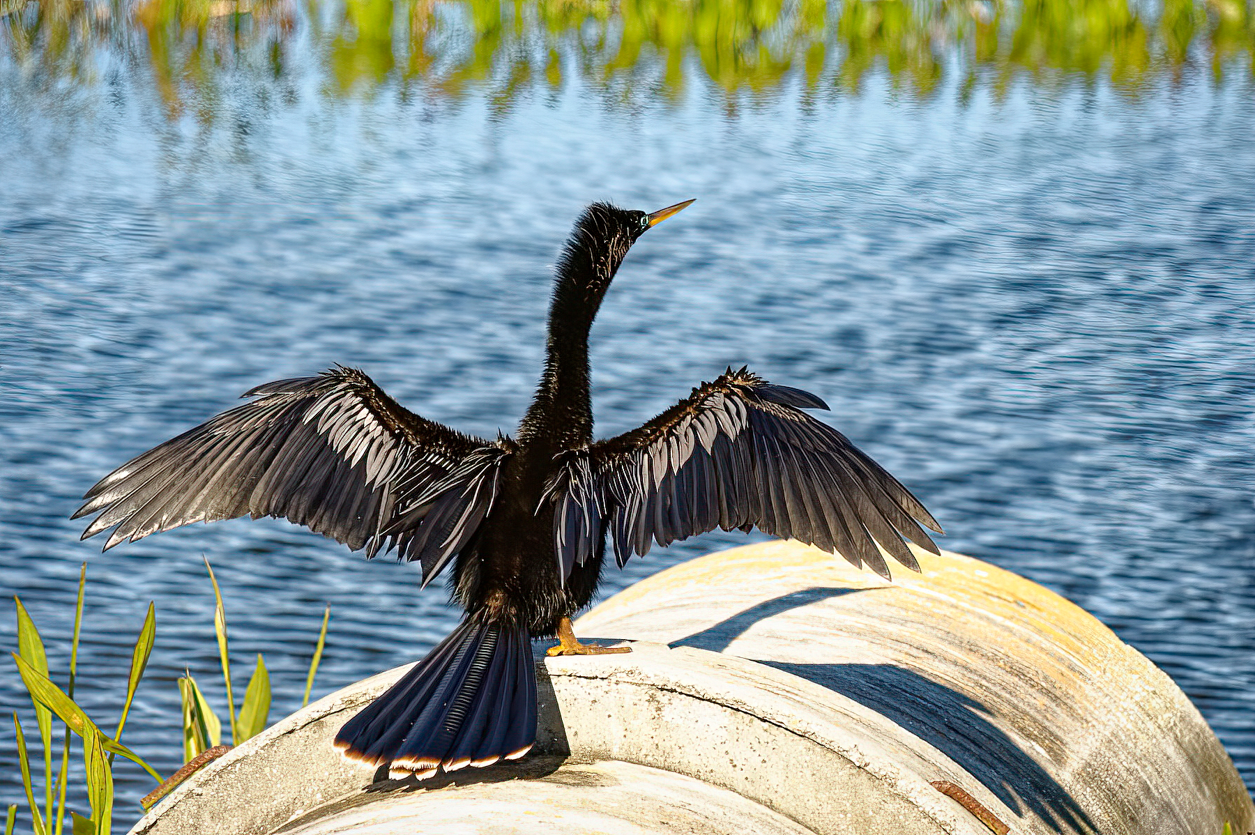 Anhinga.jpeg