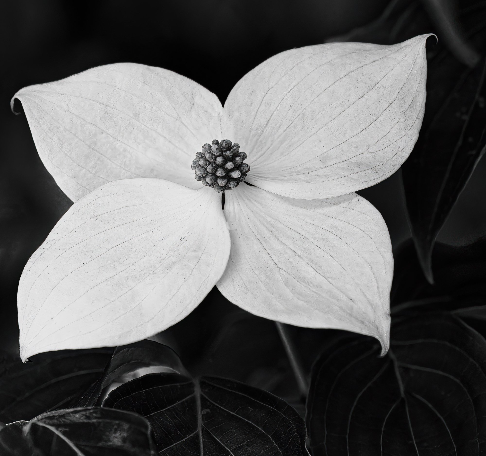 Another Dogwood Blossom (B&W).jpeg