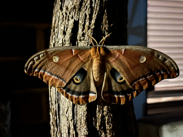 antheraea_polyphemus.jpg