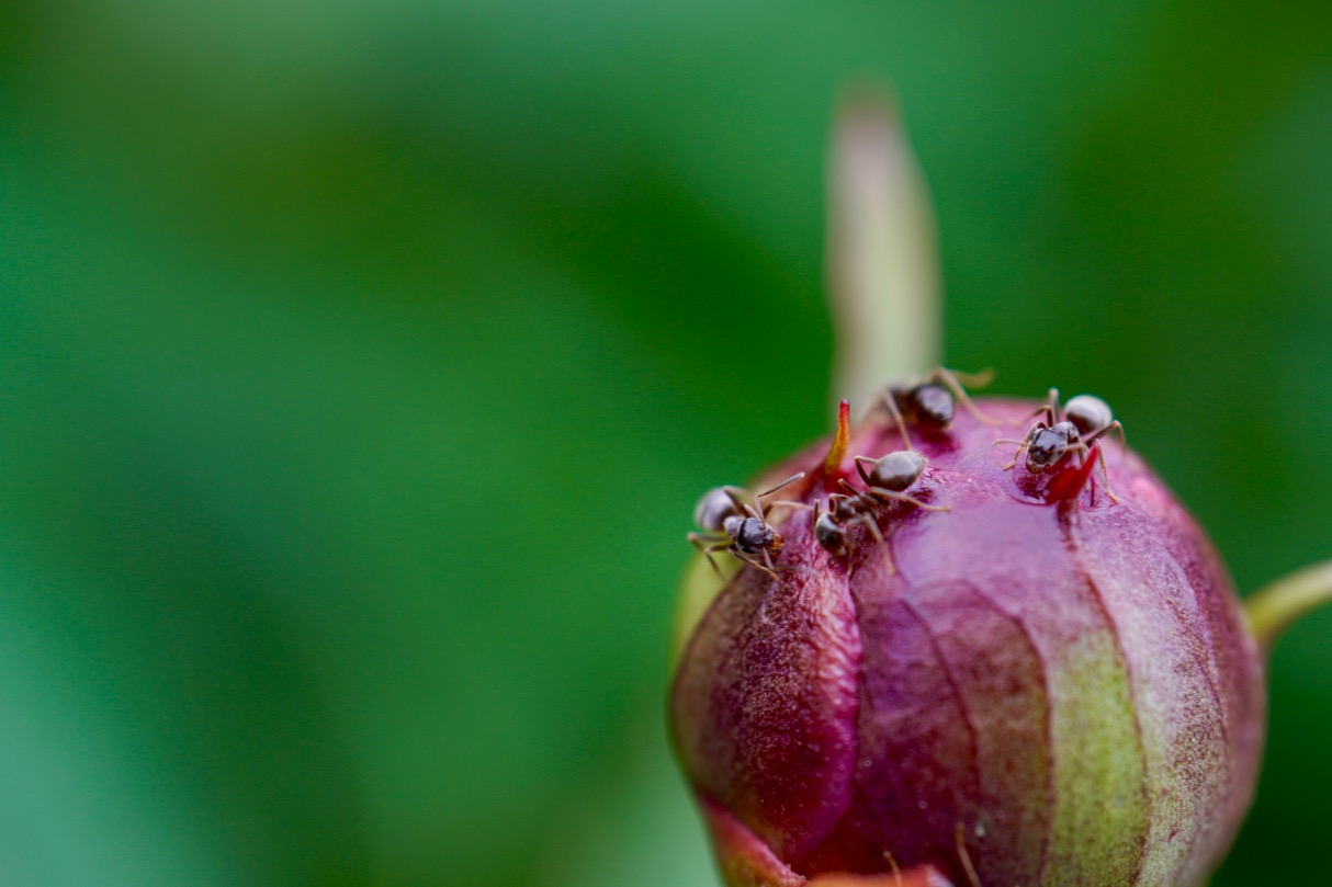 Ants working on a peony.jpg