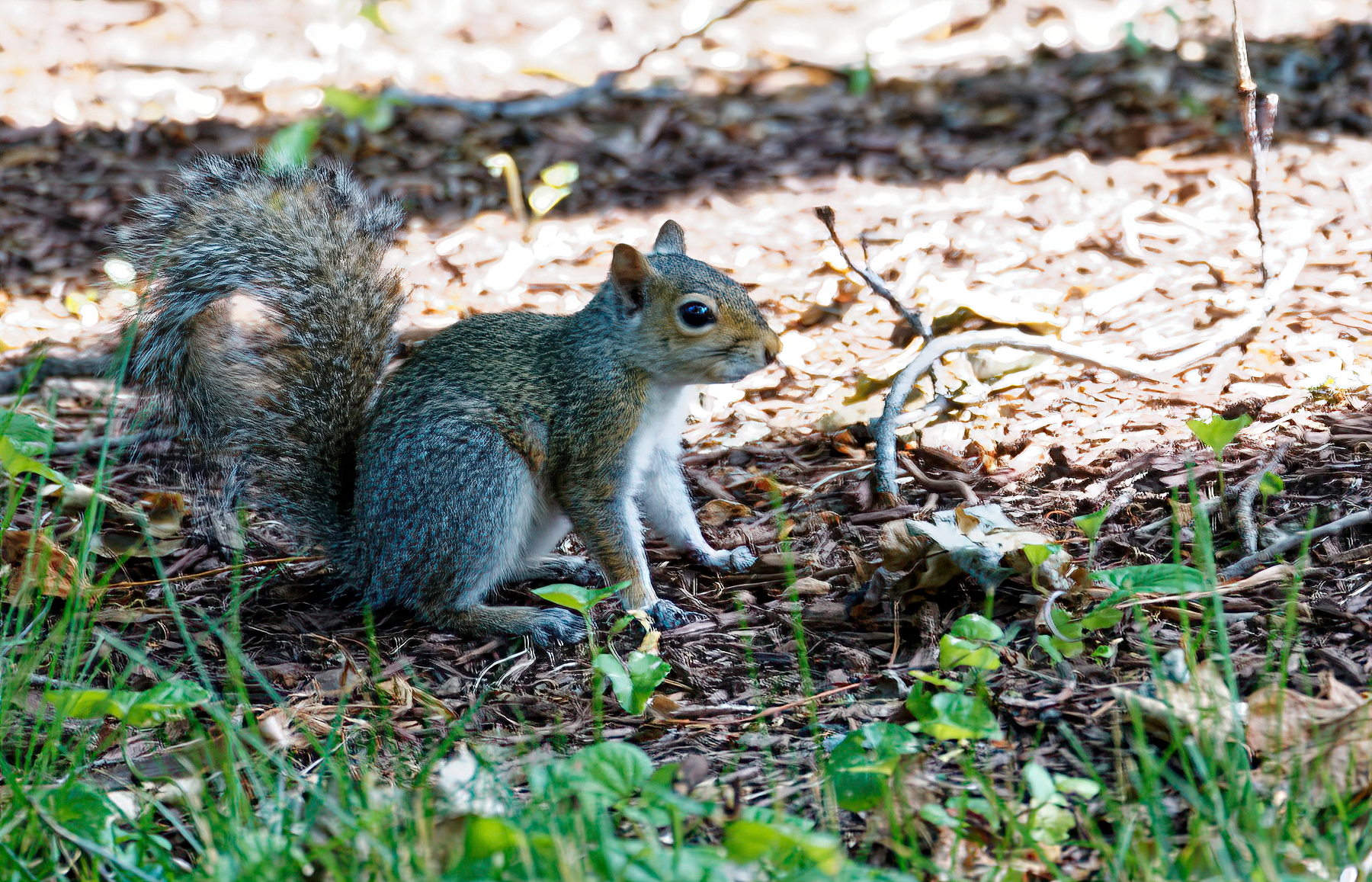 Anybody See Any Nuts Around Here?.jpeg