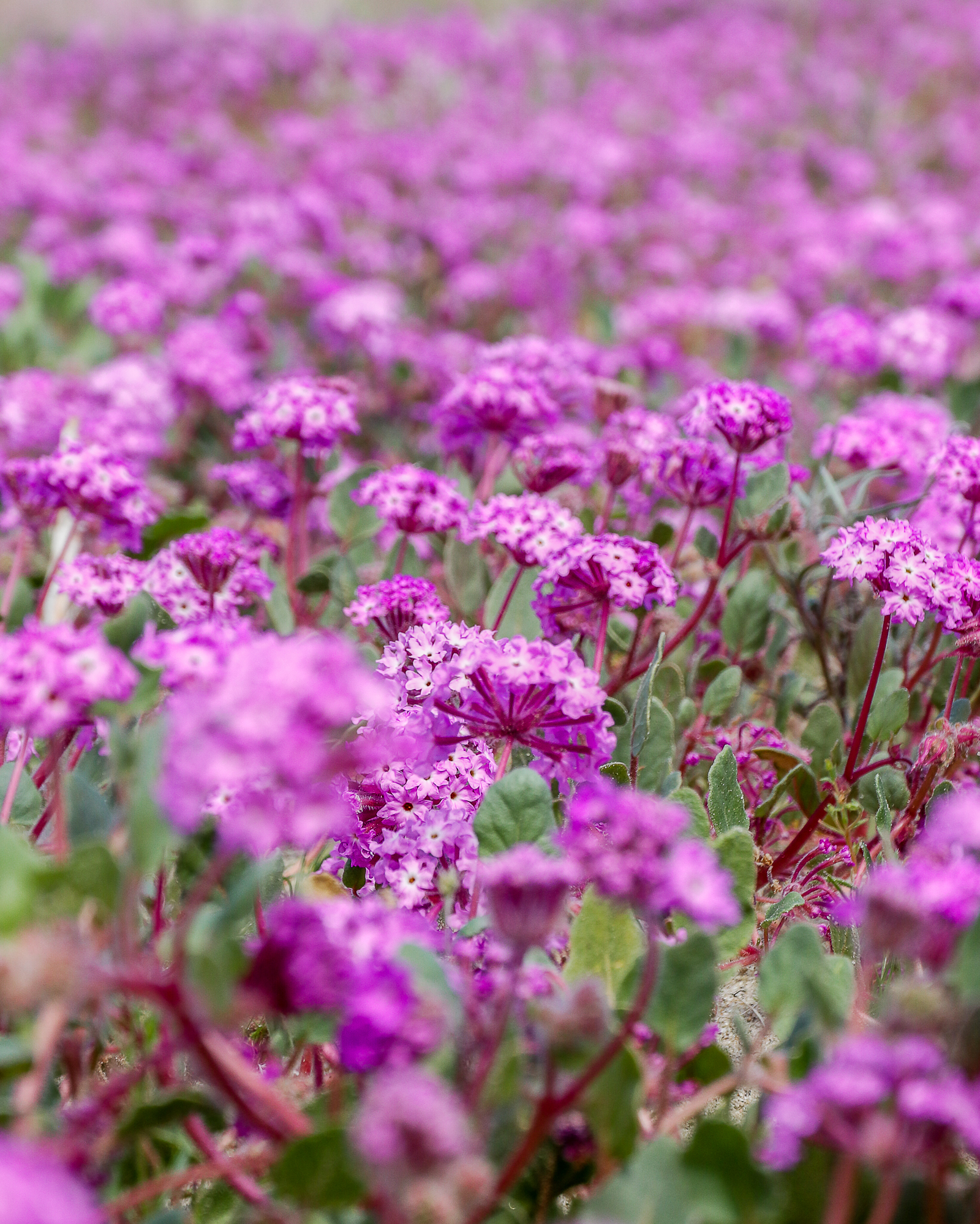 Anza Borrego -6.jpg