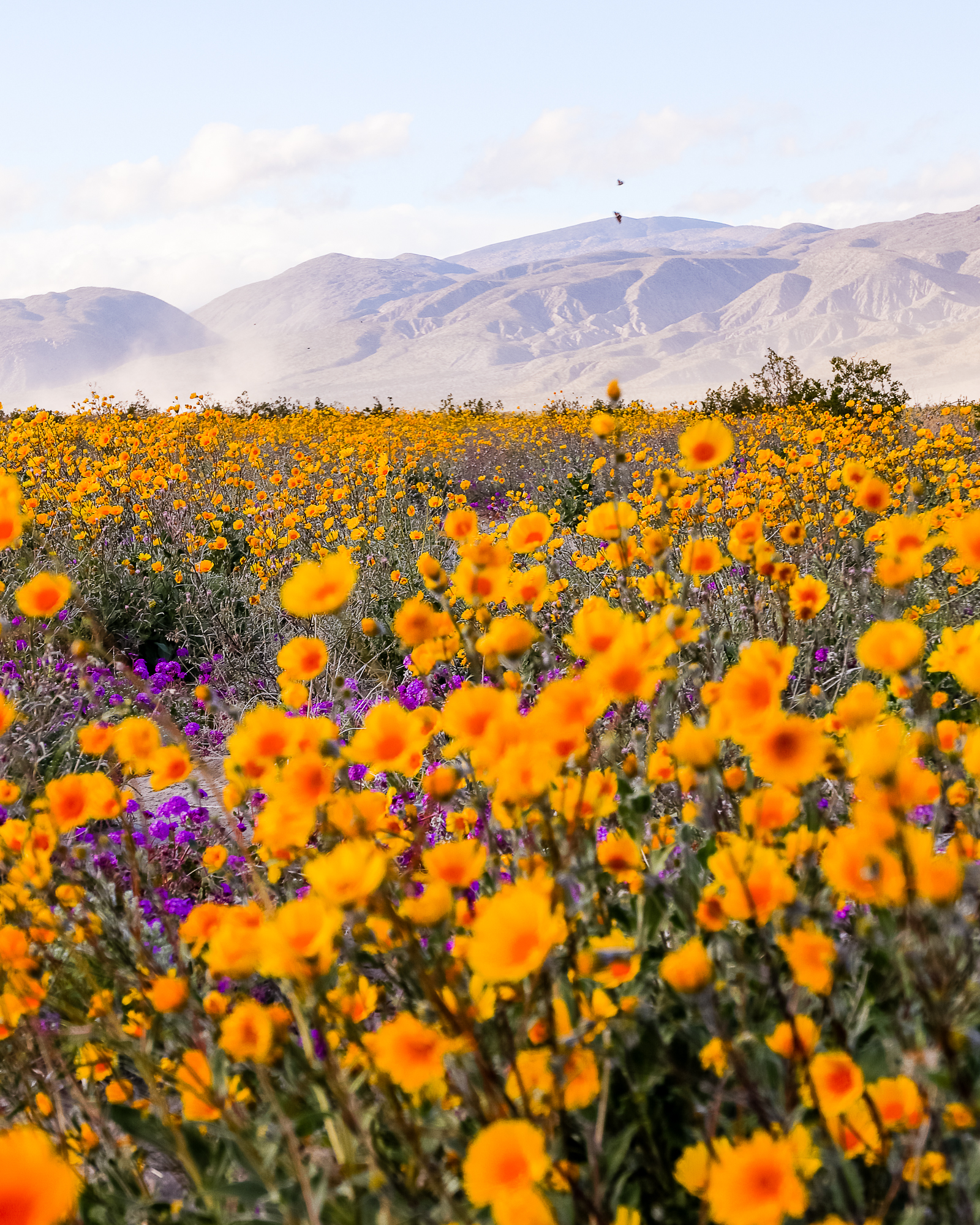 Anza Borrego -7.jpg