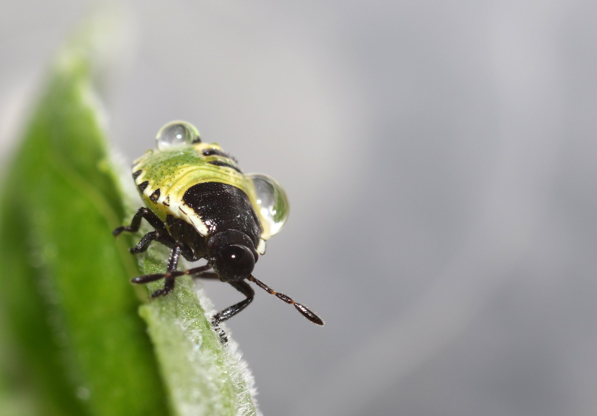 Aphid water bubbles.jpg