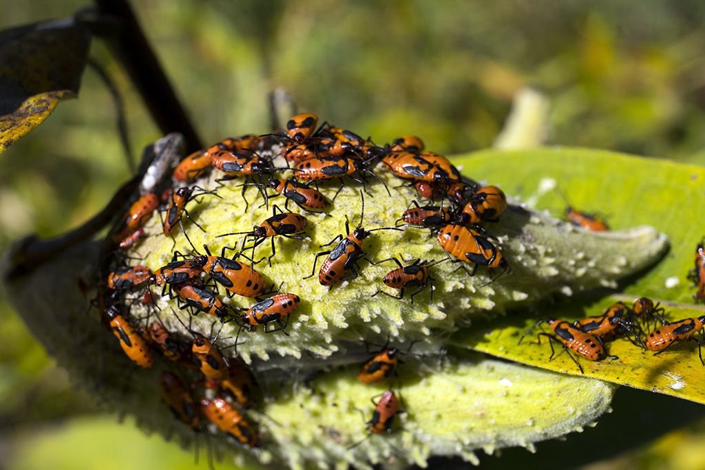 aphidsonmilkweed11024.jpg