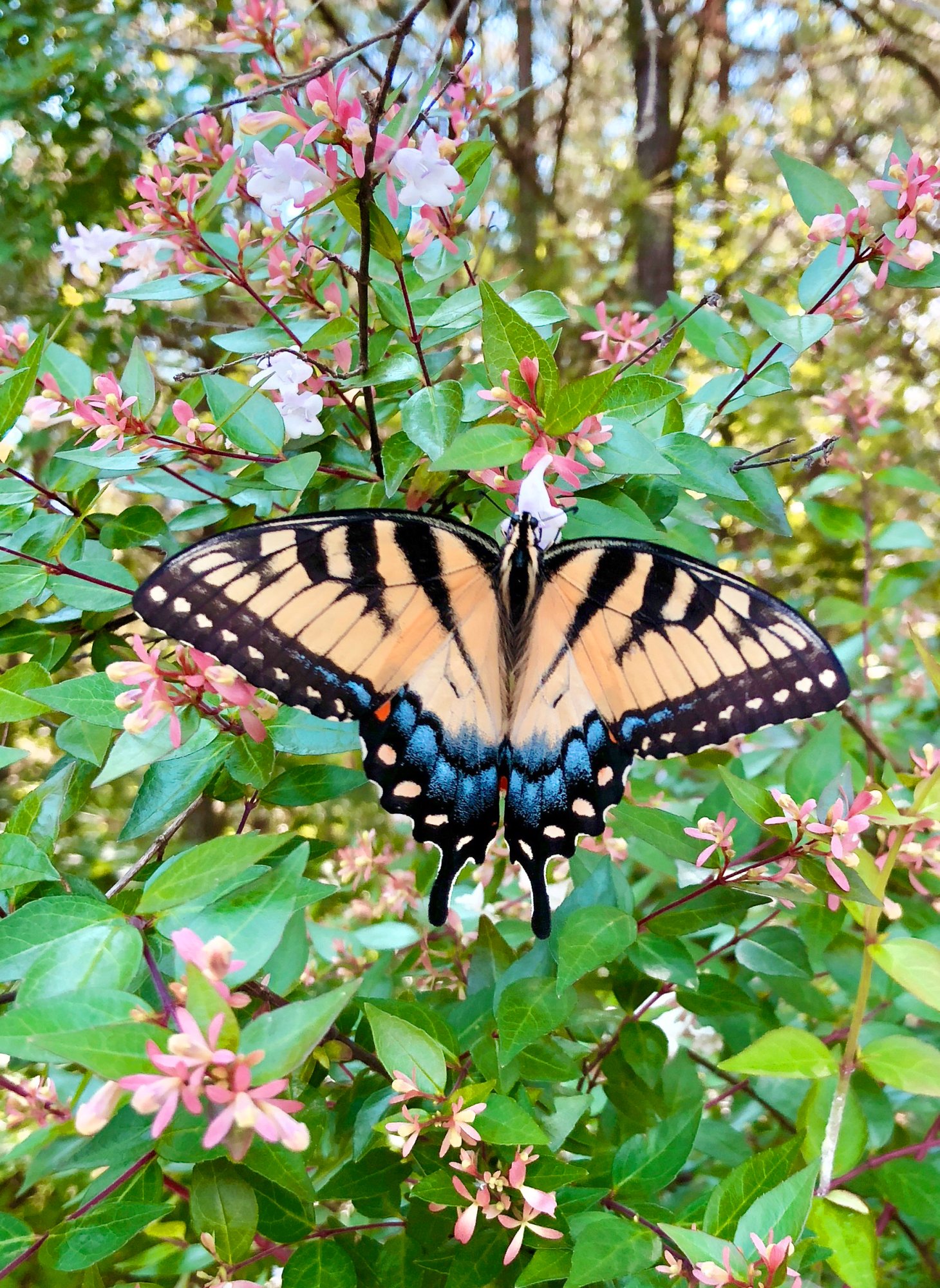 AppalachianTiger Swallowtail 6-1-2018.JPG