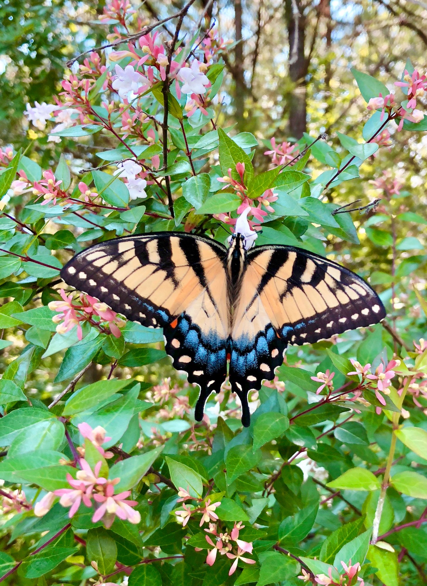 AppalachianTiger Swallowtail 6-1-2018b.JPG