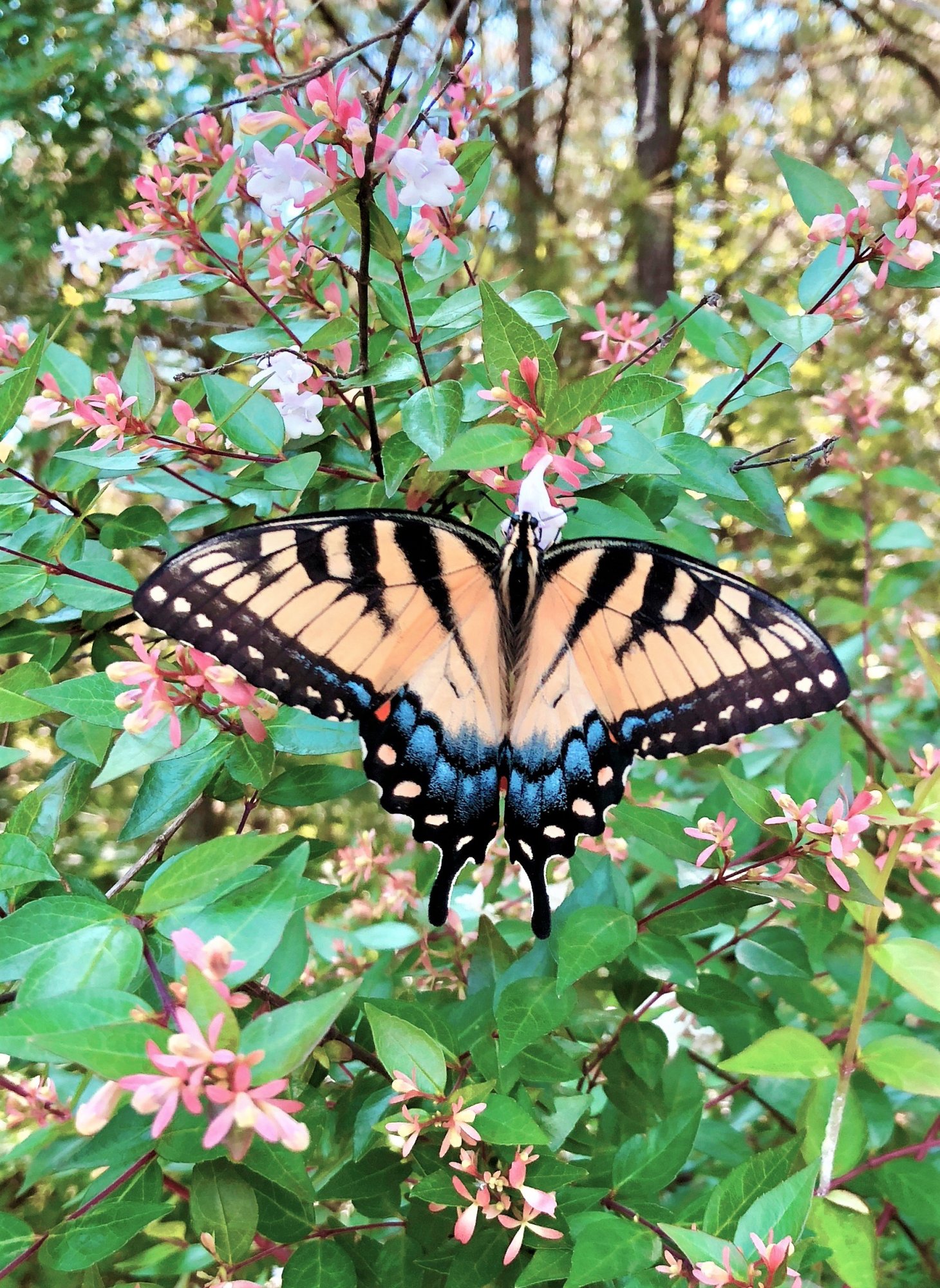 AppalachianTiger Swallowtail 6-1-2018c.jpg