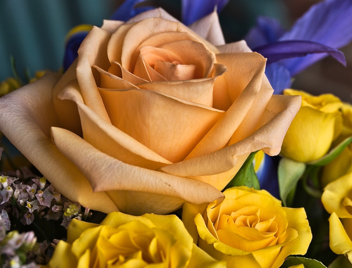 Apricot Rose and Yellow Roses.jpg