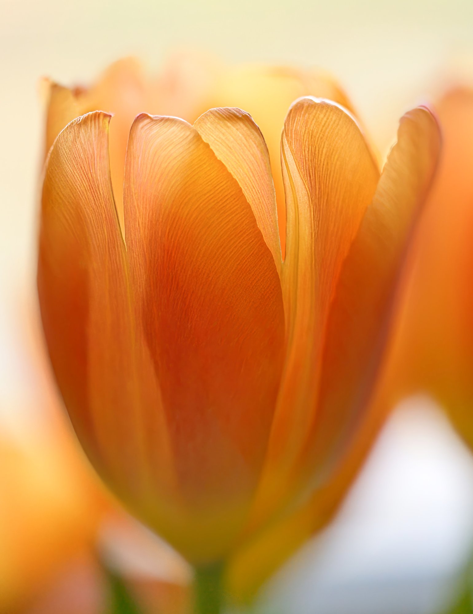 Apricot Tulips.jpeg