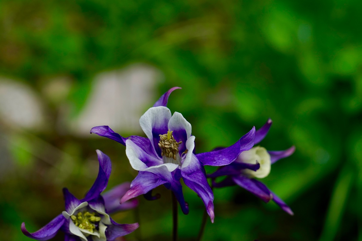 Aquilegia-columbine.jpg